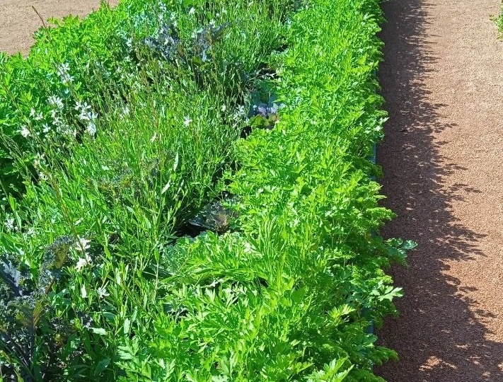 🌱Петрушка — это настоящая находка для любителей зелени! Эта культура не только приковывает к себе внимание своим ярким цветом, но и