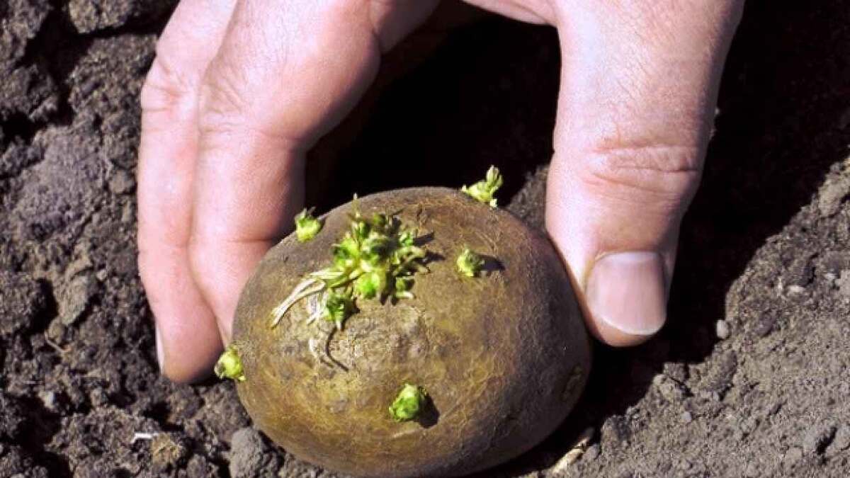 На какую глубину сажать клубни картофеля