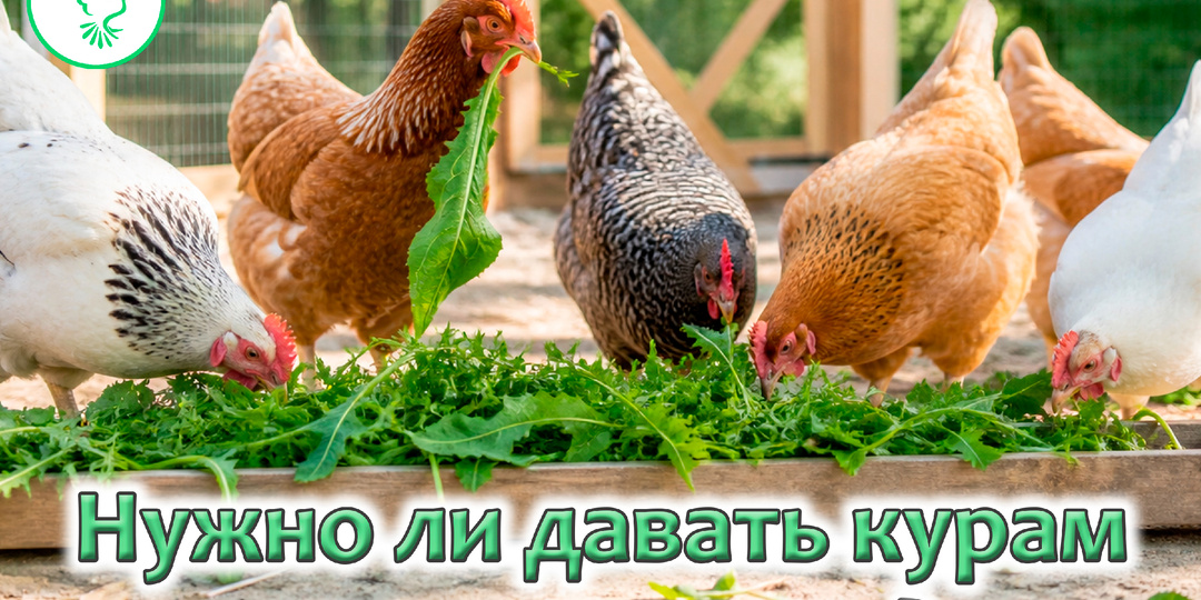 Обязательно ли давать курам свежую траву, если они едят комбикорм с витаминами?