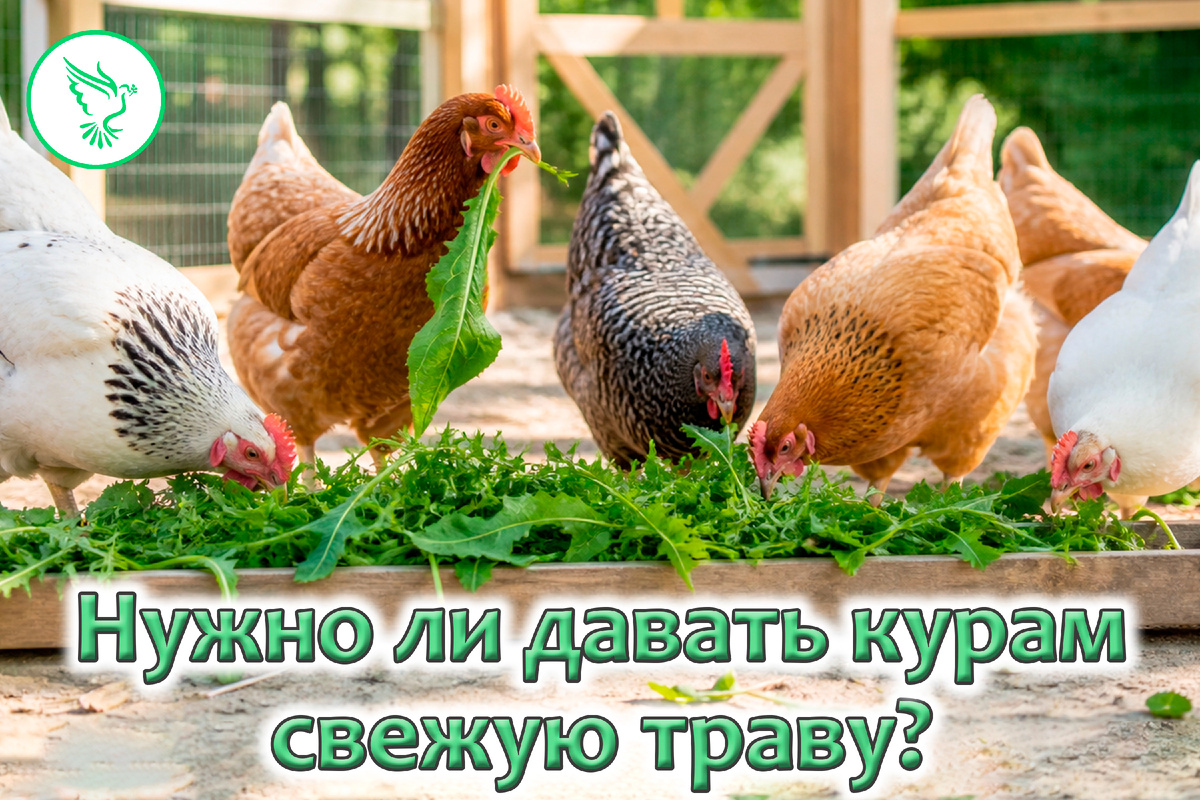 Свежая трава для кур — баловство или необходимость?