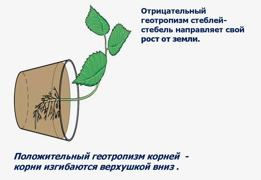 рисунок из сети интернет