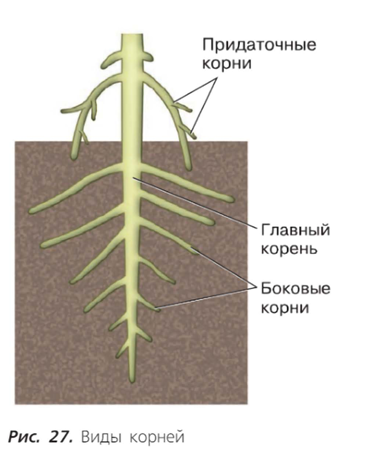 источник - учебник по ботанике Пасечник В.В. для 6 класса