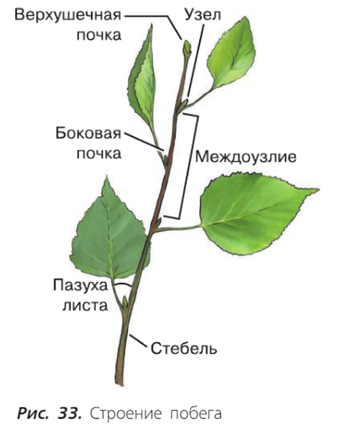 источник - учебник по ботанике Пасечник В.В. для 6 класса