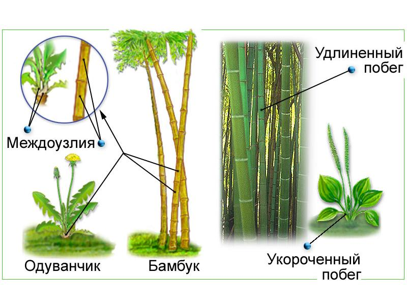 рисунок из сети интернет