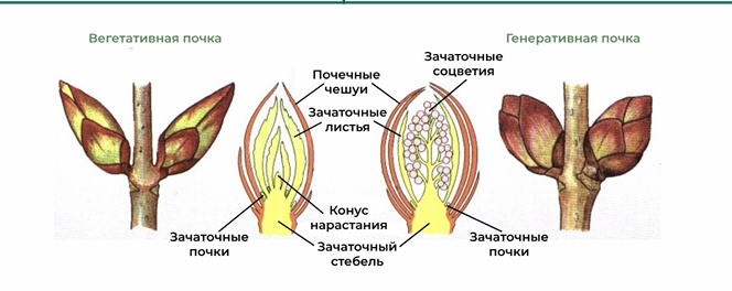 источник -Биология с Мишей Гис