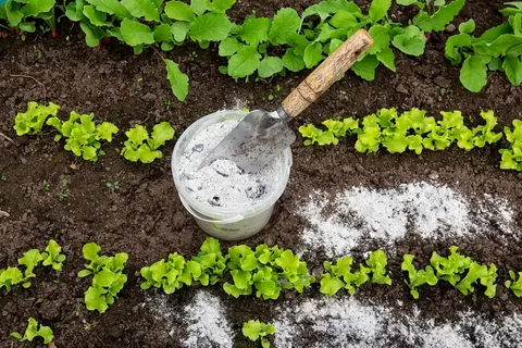Сыплю муку на грядки в мае: соседи крутят пальцем у виска, а потом просят научить