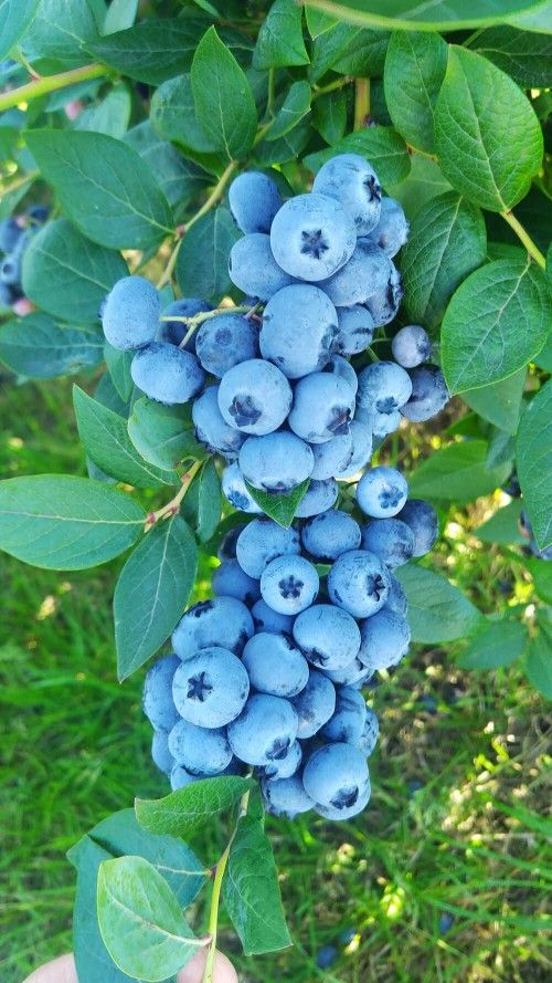 pinterest