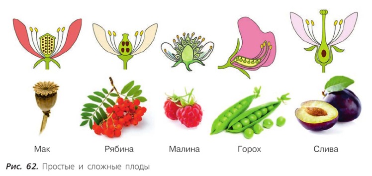 источник - учебник по ботанике Пасечник В.В. для 6 класса
