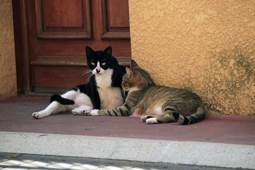 Кошки