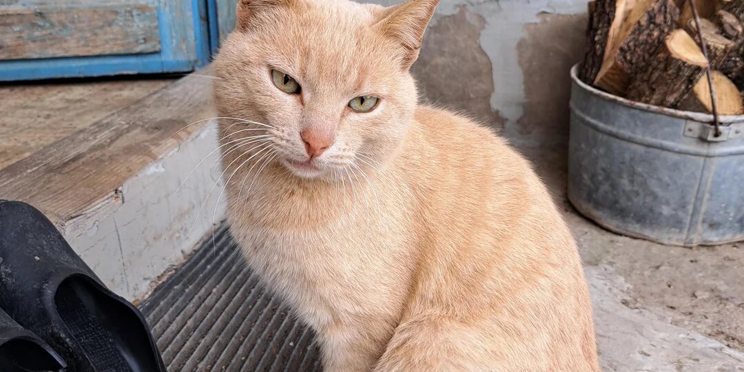 Раньше кошки ели хлеб и молоко и жили по 15-20 лет, а сейчас болеют с раннего возраста