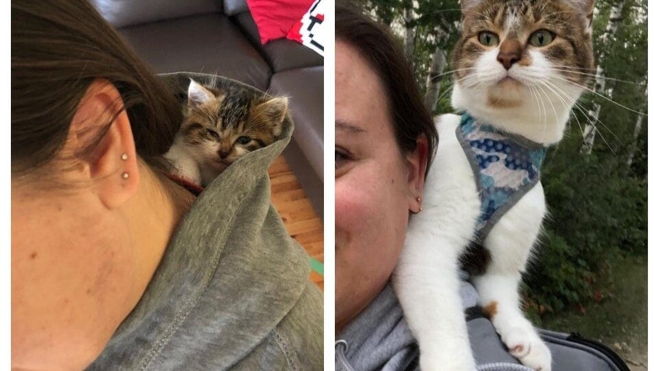 16 домашних любимцев, которые ощутимо подросли, но остались верными своим детским привычкам