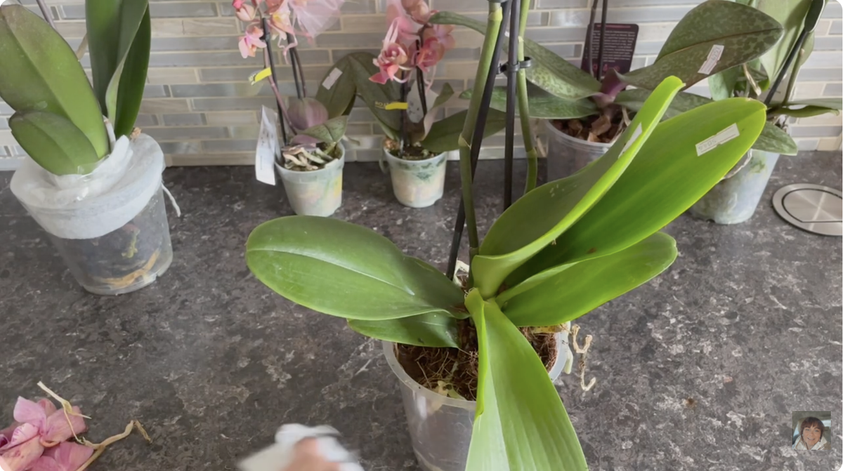 Орхидея фаленопсис Пират Пикоти / Phalaenopsis Pirate Picotee  после распаковки посылки. Один лист сломан... Орхидеи С Еленой Кузнецовой
