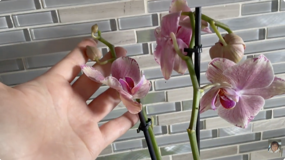 Орхидея фаленопсис Пират Пикоти / Phalaenopsis Pirate Picotee  после распаковки посылки. Цветы завяли от стресса... Орхидеи С Еленой Кузнецовой