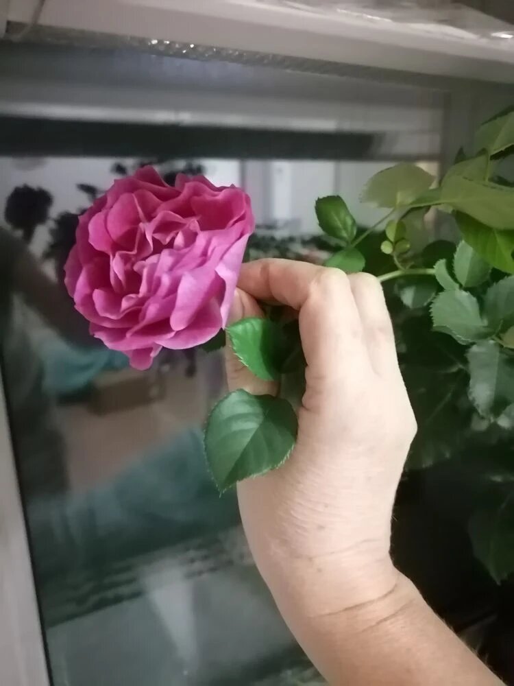 Роза плетистая Блю Мун, 2-летний саженец, рос и цвел на подоконнике всю зиму, фото автора