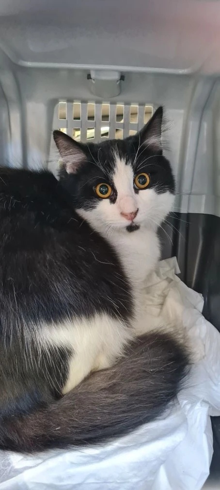 Каспер
