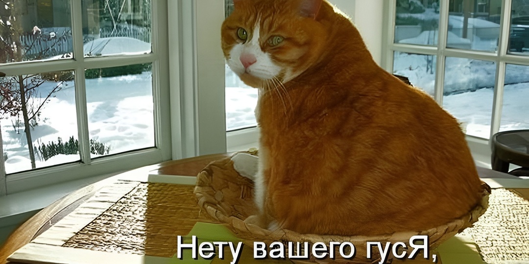 Мемы с котиками для отличного настроения: 15 смешных фото про кошачьи тайны
