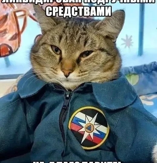 Прикольные мемы с котиками