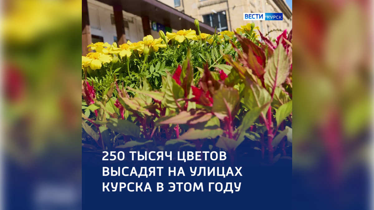    Цветочный бум: 250 тысяч растений украсят улицы Курска