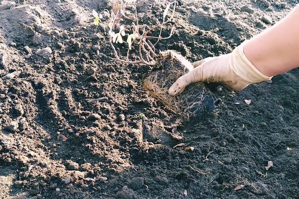 Кругозор / Rutube📷Как подготовить саженец жимолости с закрытой корневой системой к посадке