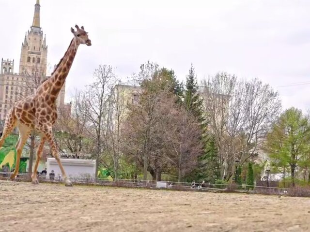    Фото: телеграм-канал "Московский зоопарк"