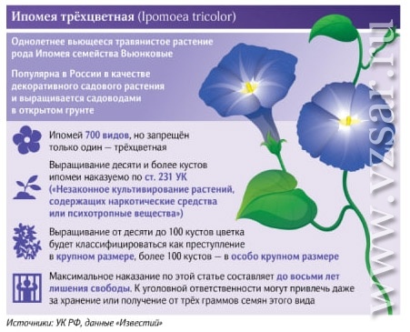 Ипомея трёхцветная, вероятно, голубой окраски