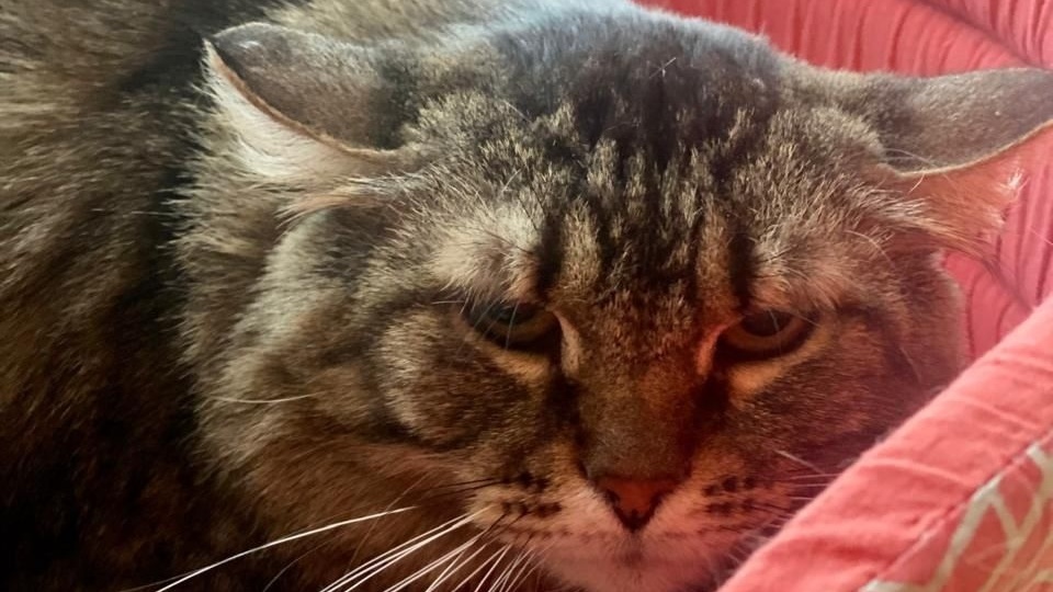 🐈Две новости по Тишке с ВИК - хорошая🏡 и не очень🐾