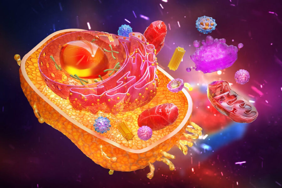 3D-иллюстрация человеческой клетки: ядро, митохондрии, рибосомы, аппарат Гольджи и лизосомы в цитоплазме. Показаны ключевые процессы — синтез белка и выработка энергии (АТФ).