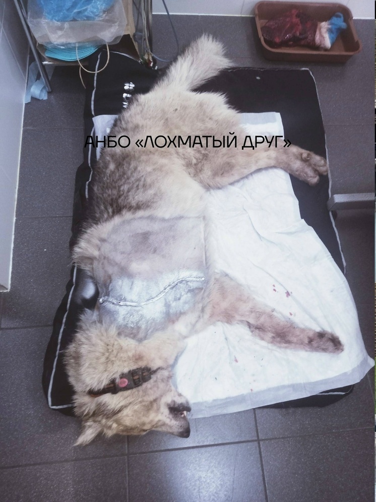     фото АНБО "Лохматый друг"