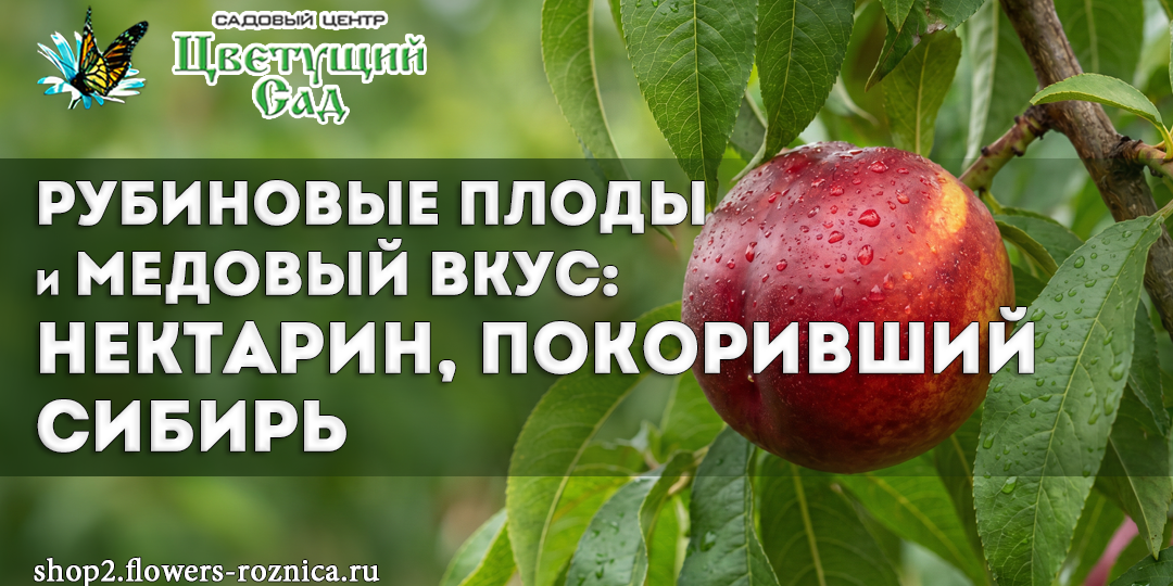 Рубиновые плоды и медовый вкус: нектарин, покоривший Сибирь