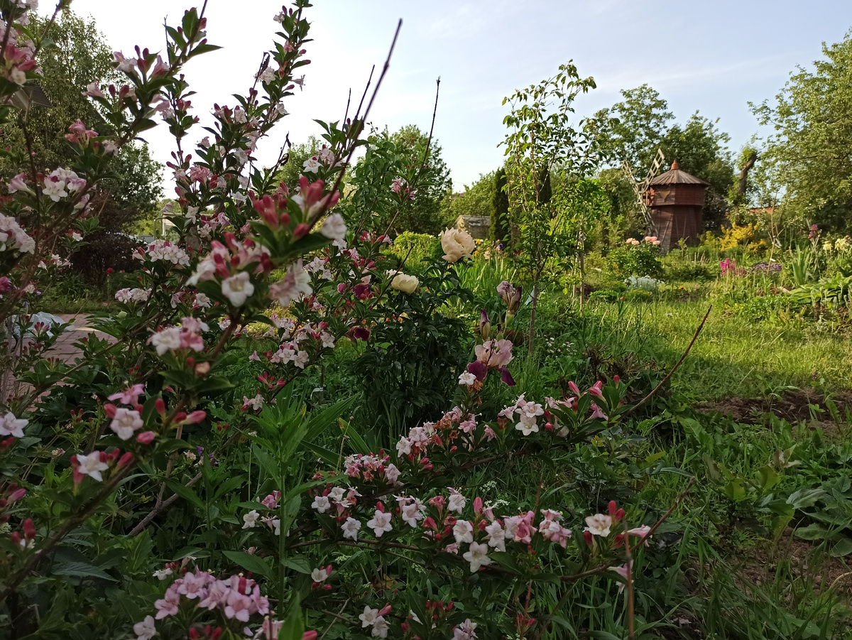 Фото автора.  Вейгела 