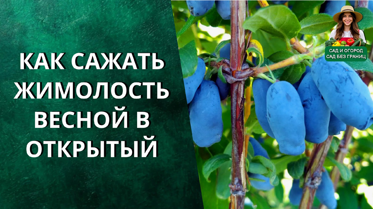Как сажать жимолость весной в открытый