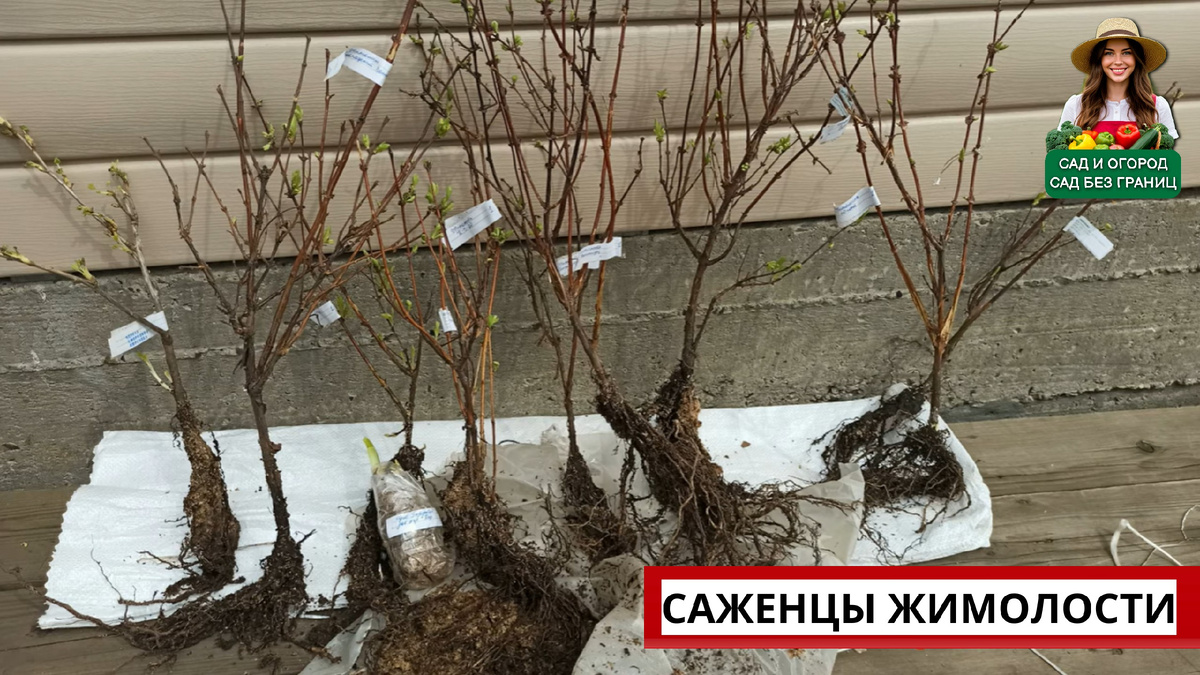 саженцы жимолости 