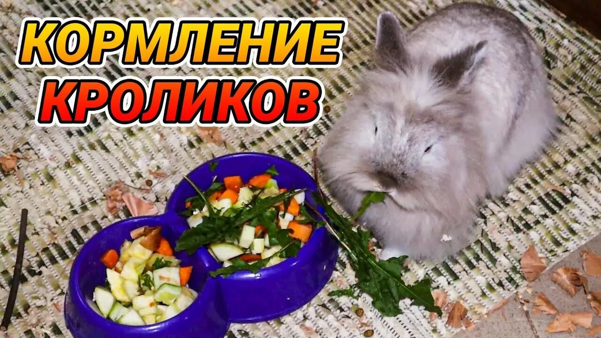 Фотография из интернета
