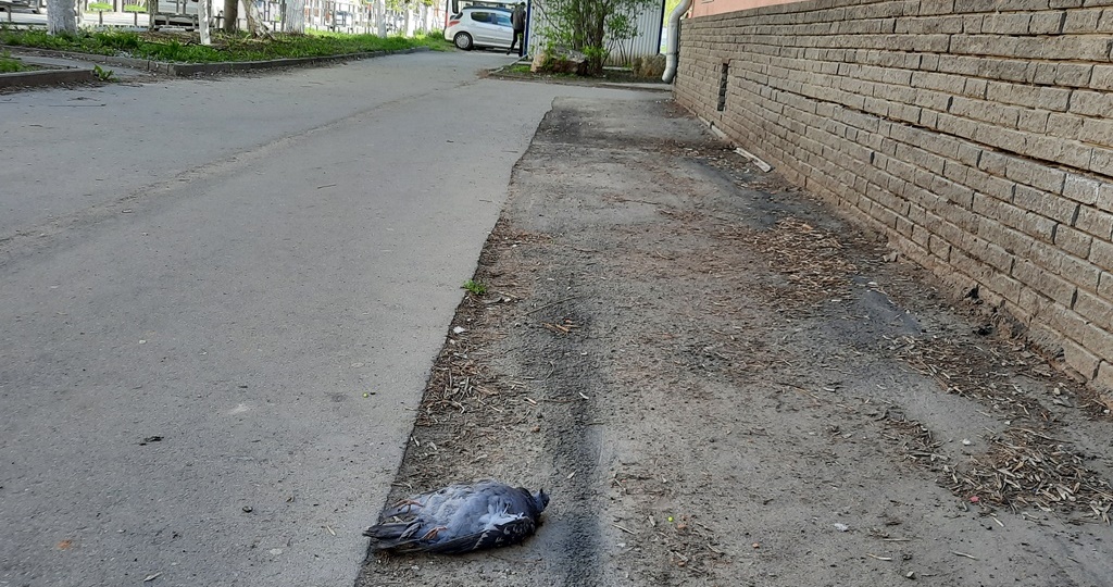 Птицепад: жители Сызрани сообщают о странной гибели птиц в городе