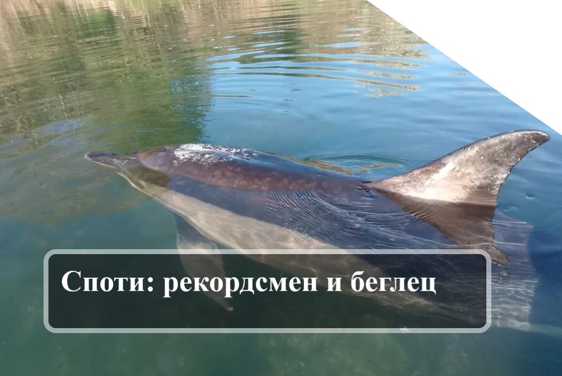 Дисклеймер: АНО "Лаборатория Афалина" предоставляет для авторов площадку для научно-популяризаторской деятельности в сфере интересов Организации с проверкой приведённой информации на достоверность. Позиция автора может не совпадать с позицией Организации. Организация не несёт ответственности за заявления автора, его мнение и субъективные взгляды.