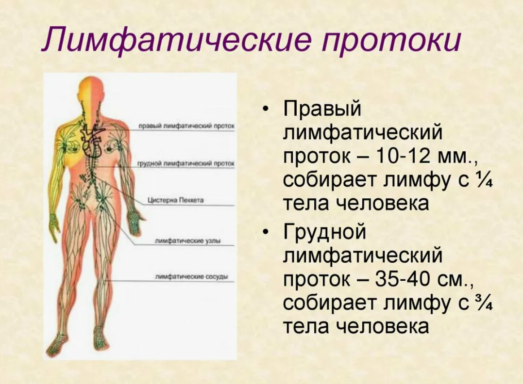 Лимфатические протоки