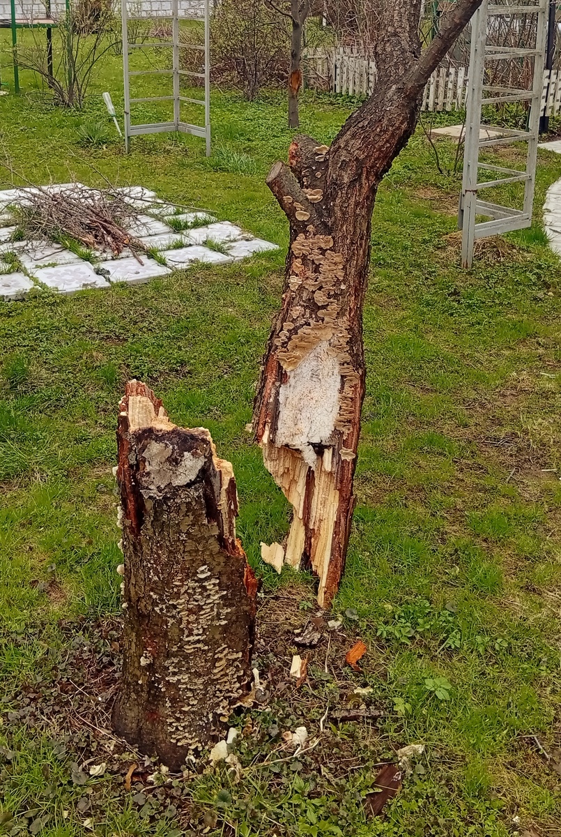 Один сезон болезни и дерево сломалось от ветра