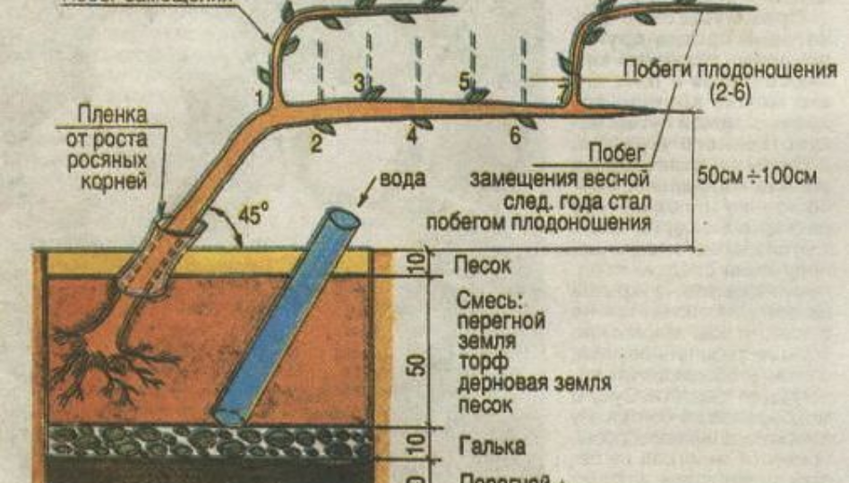 Виноград для начинающих: как понять биологию, сделать правильную обрезку и получить урожай даже в холодном регионе