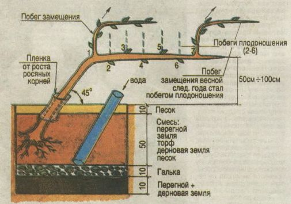 Чтобы ежегодно получать урожай, нужно знать, как устроен куст, что любит корневая система и как правильно формировать лозу. 