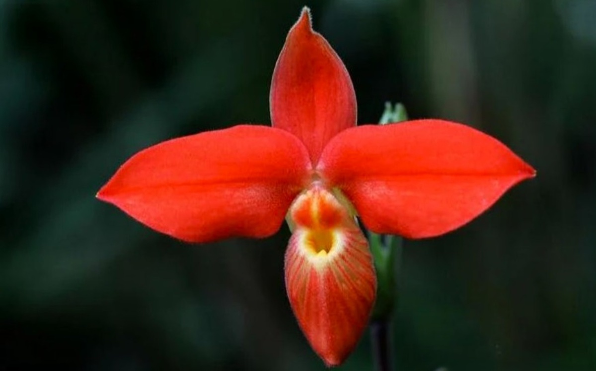 Phragmipedium Besseae. Его средний размер варьируется от 6 см.