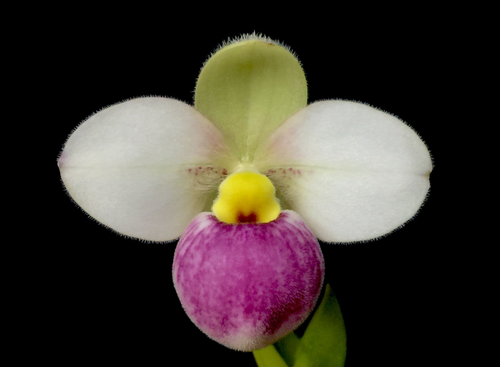 Phragmipedium schlimii - нежный «малыш». Его цветы редко превышают 3-4 см в диаметре. 