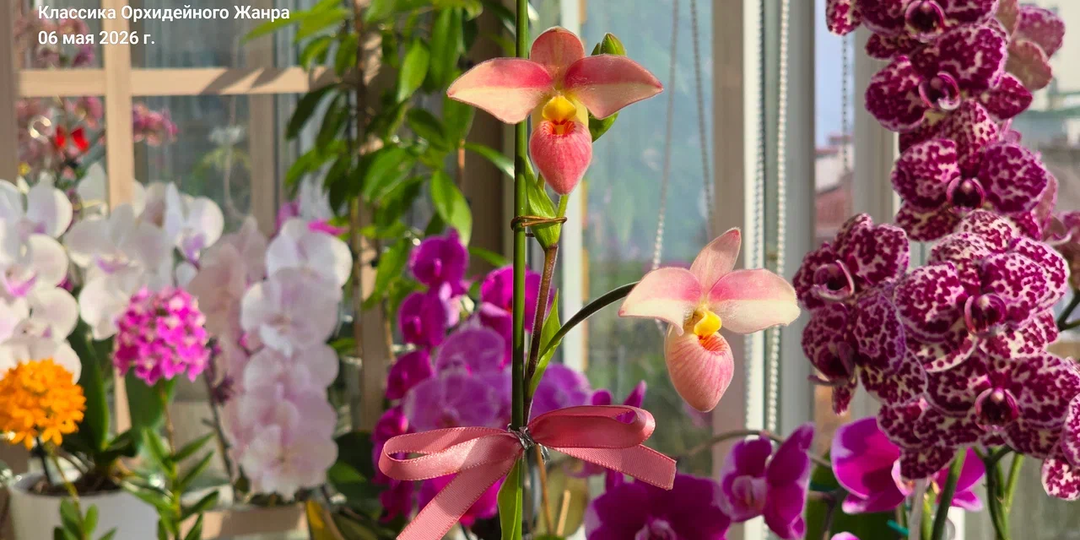 Фрагмипедиум Hanne Popow (Phragmipedium Hanne Popow) ломает стереотипы. Месяц цветения вместо 5 дней!