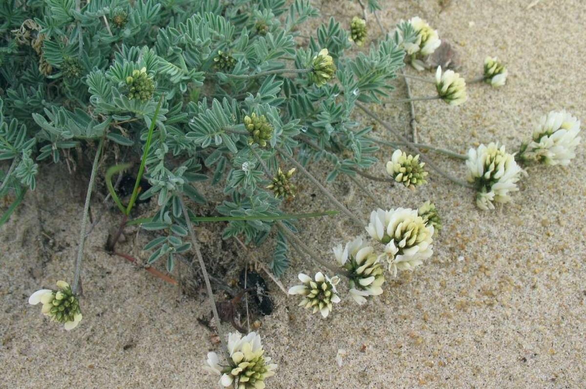 Астрагал ольхонский Astragalus olchonensis
Источник: https://redbookrf.ru/