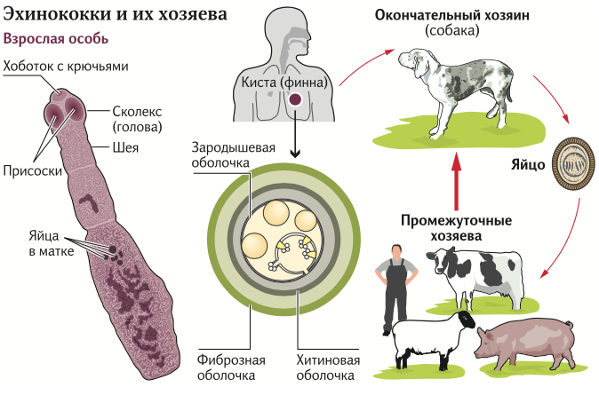 Для эхиноккока мы с вами — промежуточные хозяева. Чтобы червь смог развиться во взрослую особь, нас должен кто-нибудь съесть. А так как этого не происходит, он растёт и набирает массу до тех пор, пока это не уничтожит организм носителя.