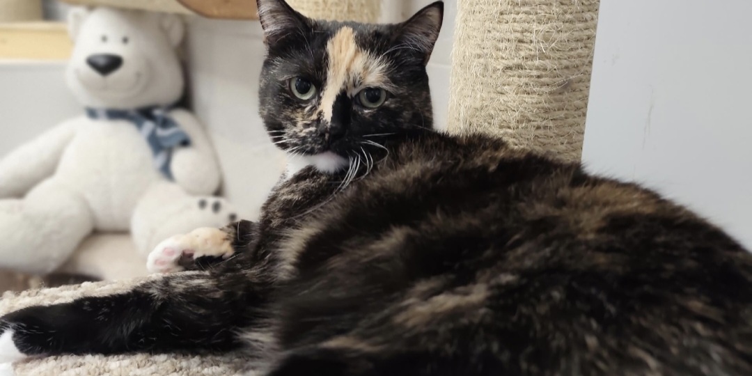 Кошка Флоша ищет дом 🌟🐾