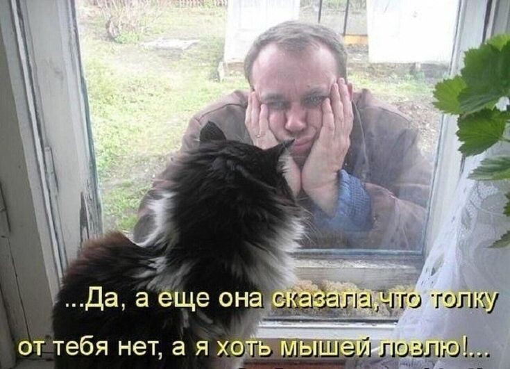 Котомемы