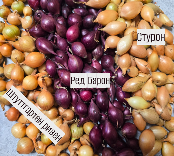 Купил набор трёх лучших сортов лука — и теперь он у меня растёт с весны до осени