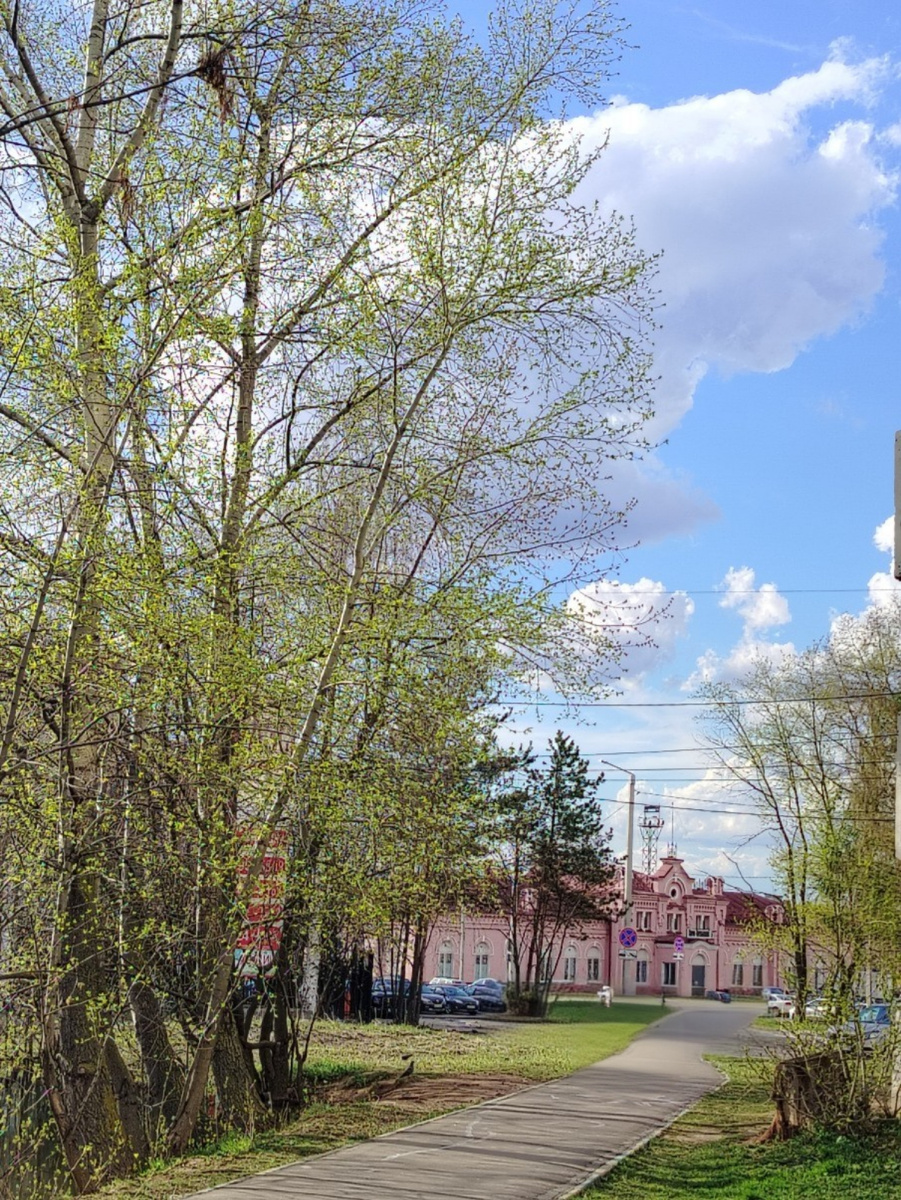 Совсем ещё новенькие молодые листочки.
