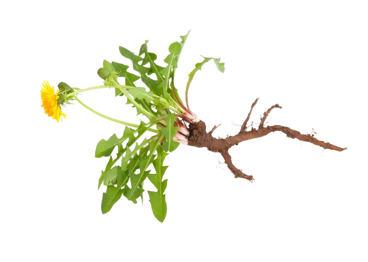 Корень Одуванчика