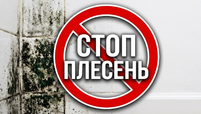 Черная плесень в квартире, можно ли победить и забыть о ней навсегда